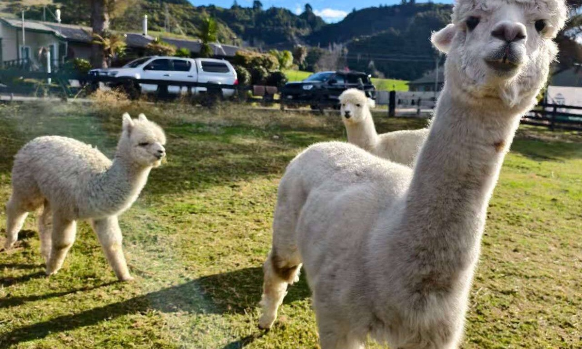 Ngongotaha Apartment | Deluxe Family Plus Apartment with Alpacas - Sleeps up to 5