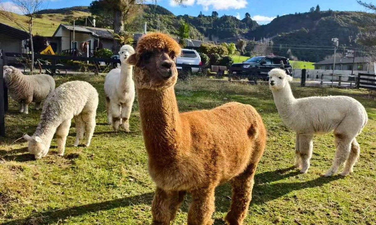 Ngongotaha Apartment | Easy Access Triple Studio Apartment with Alpacas
