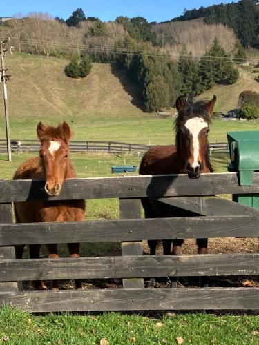 Acacia Bay Apartment | Taupo s best lifestyle vacation