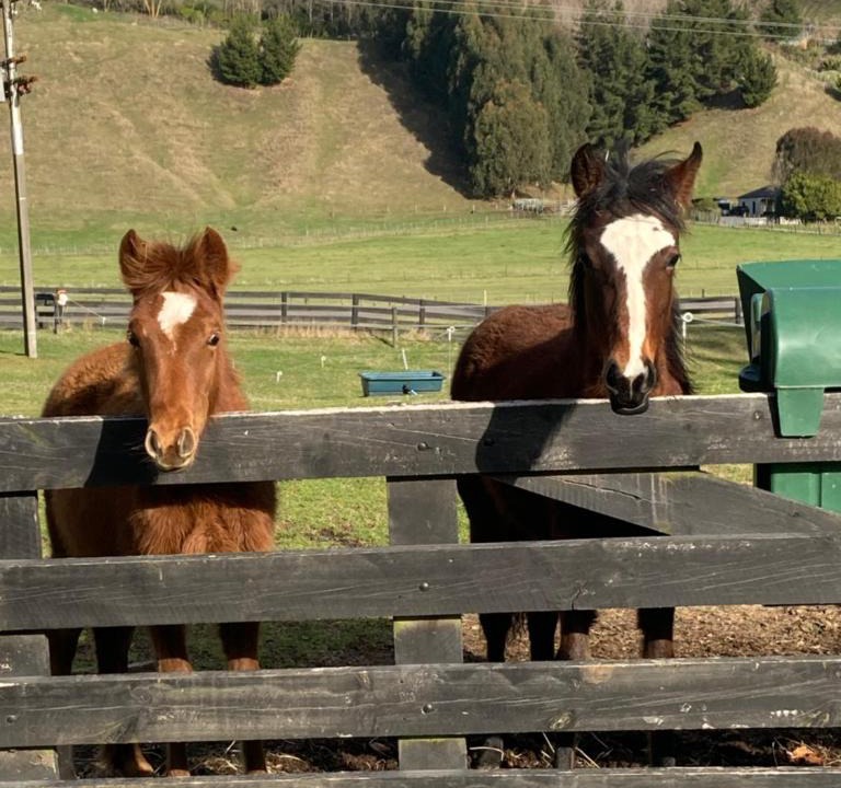Acacia Bay Apartment | Taupo s luxury farmstay close to town