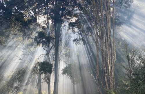 Raglan House | Fantail Cottage | Private Bush Retreat