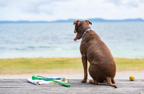 Cable Bay Apartment | Golden Sand Beachfront, Cable Bay Stays, Cable Bay, Northland