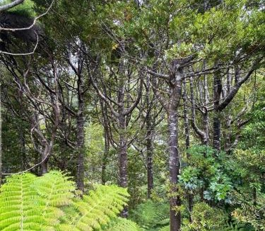 Karekare Apartment | Kauri Coast Bungalow