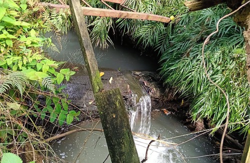 Hamilton North Apartment | Water Brook 2 B/R Studio Apt Peacefull views of nature Flora n Fauna , Pukekos