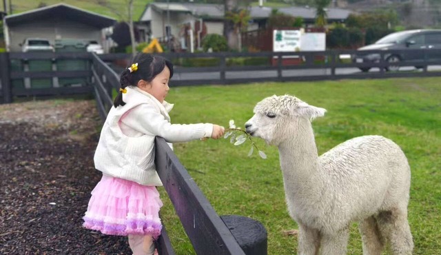 Deluxe Family Apartment with Spa Bath & Alpacas in Rotorua