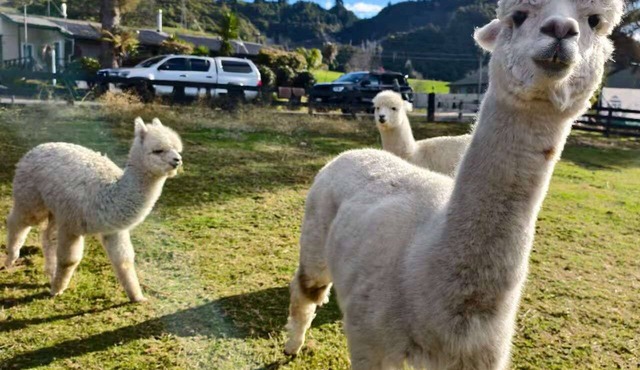 Deluxe Family Plus Apartment with Alpacas - Sleeps up to 5 in Rotorua