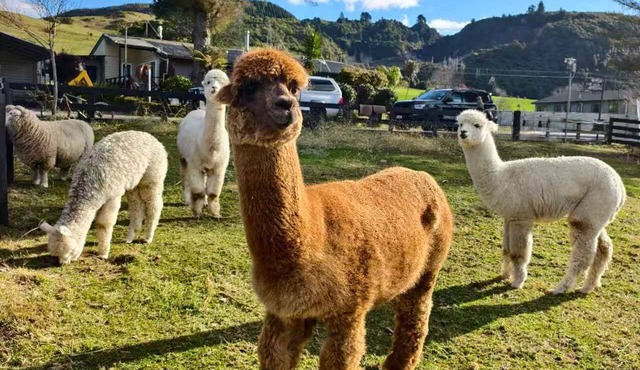 Deluxe King Studio Apartment with Alpacas in Rotorua