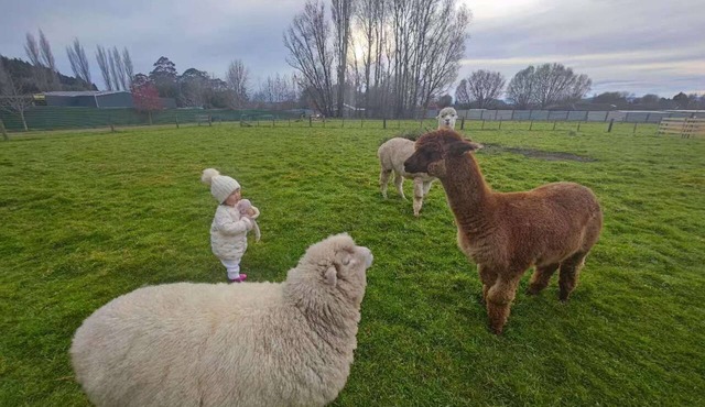 Deluxe Triple Studio Apartment with Alpacas in Rotorua