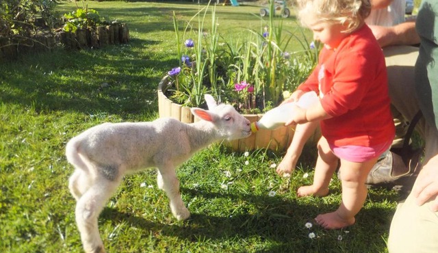 Little Paradise & Petting Farm in Greymouth