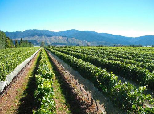 Marlborough Magic - Rapaura Holiday Home in Renwick