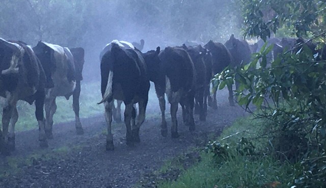 RotokauwaI Farmstay private, cosy ,great walks and views in Ahititi