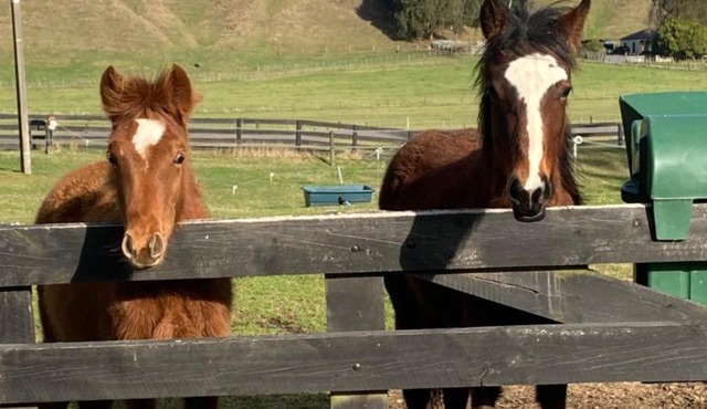 Taupo s luxury farmstay close to town in Taupo