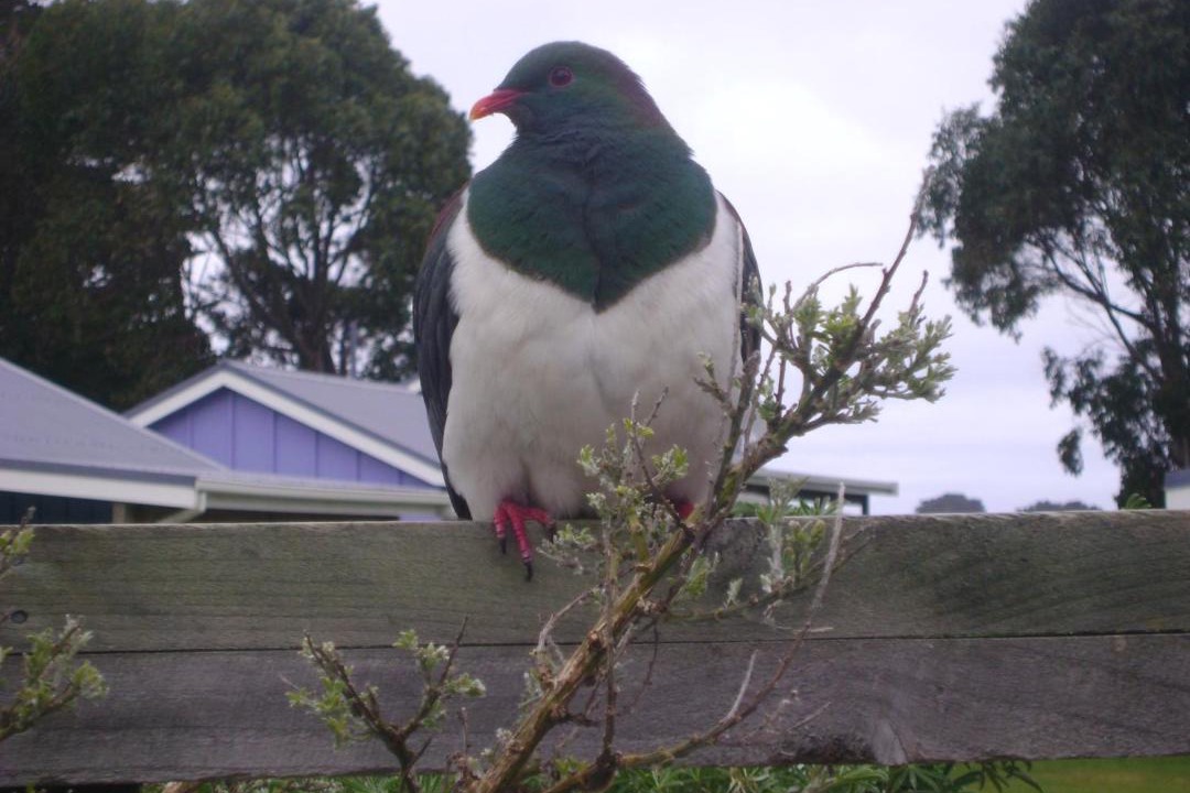 New Haven Resort | Catlins Newhaven Holiday Park