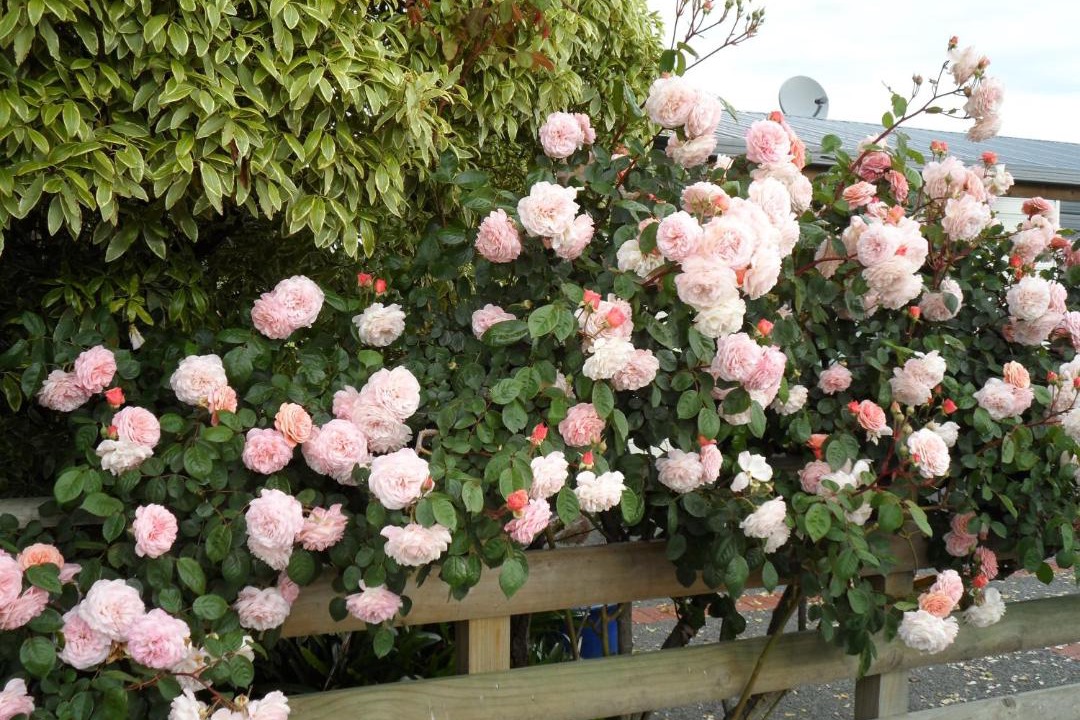 Longlands House | Bluebell Lodge and Cottage