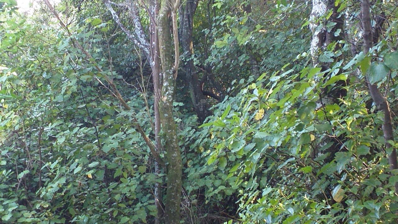 Photo of Outdoor in Palmerston North