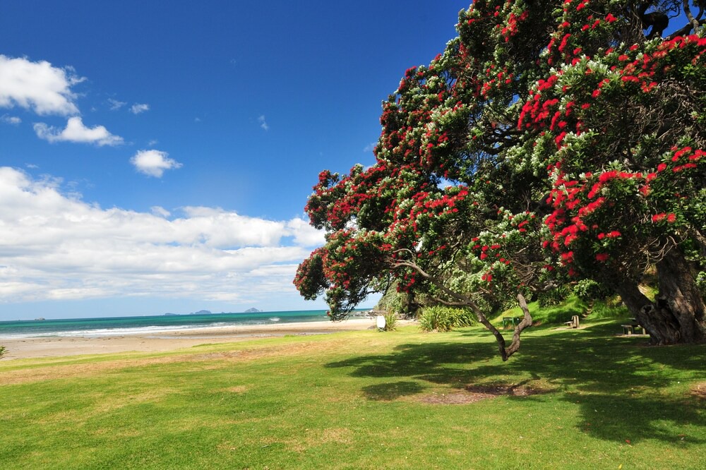 Photo of Outdoor in Tairua