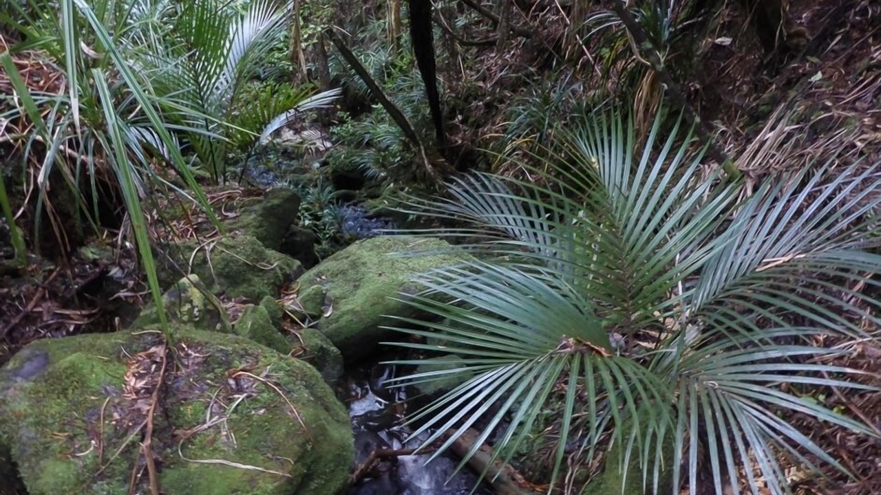 Photo of Outdoor in Piha