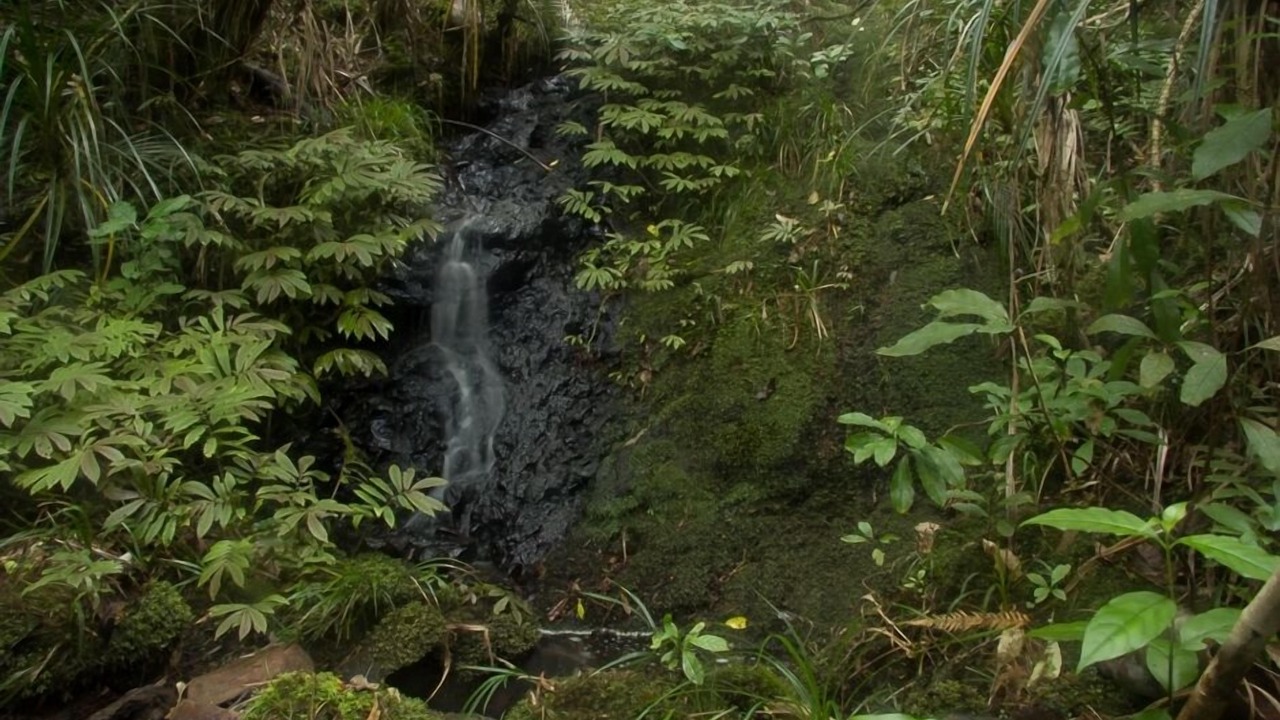 Photo of Outdoor in Piha