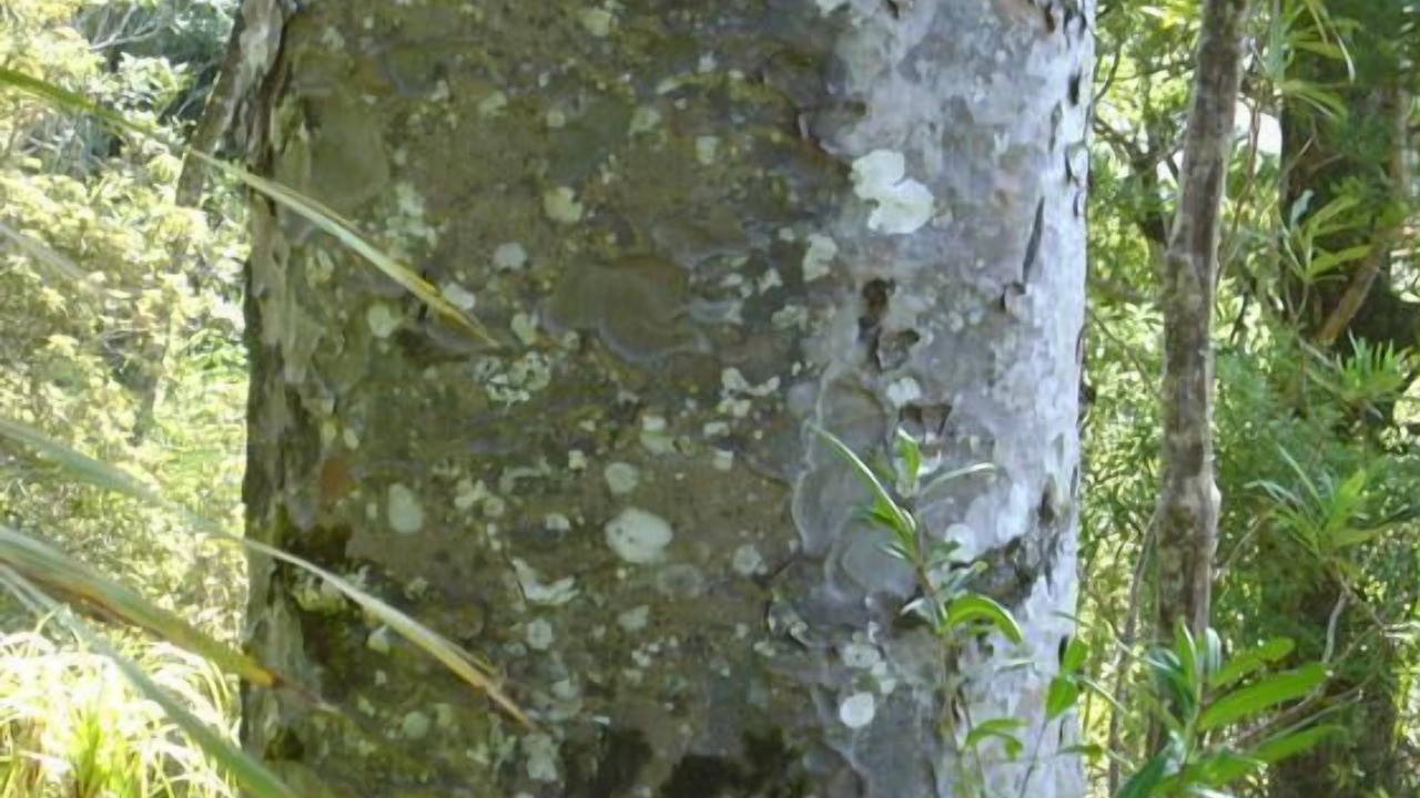 Photo of Outdoor in Piha