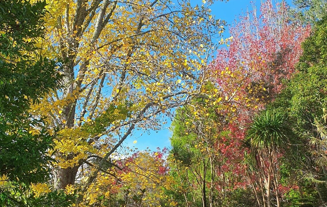 Photo of Outdoor in Kaeo