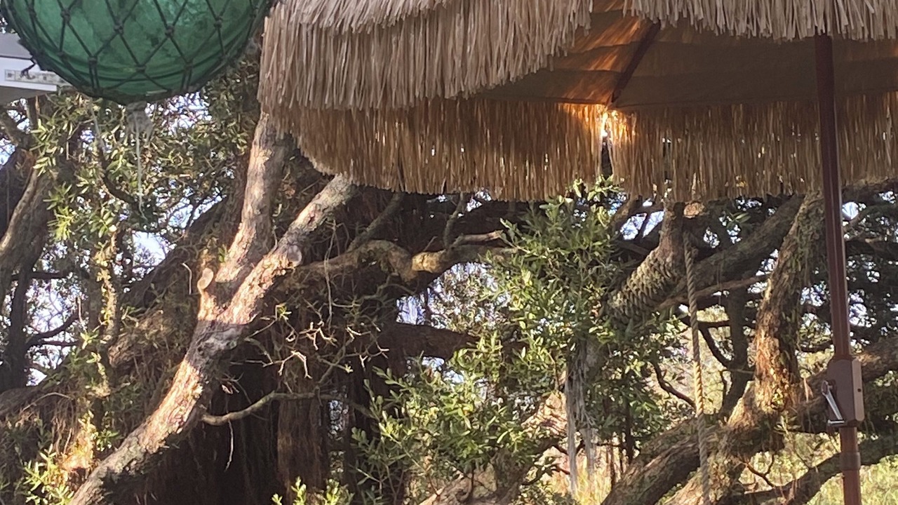 Photo of Outdoor in Tairua