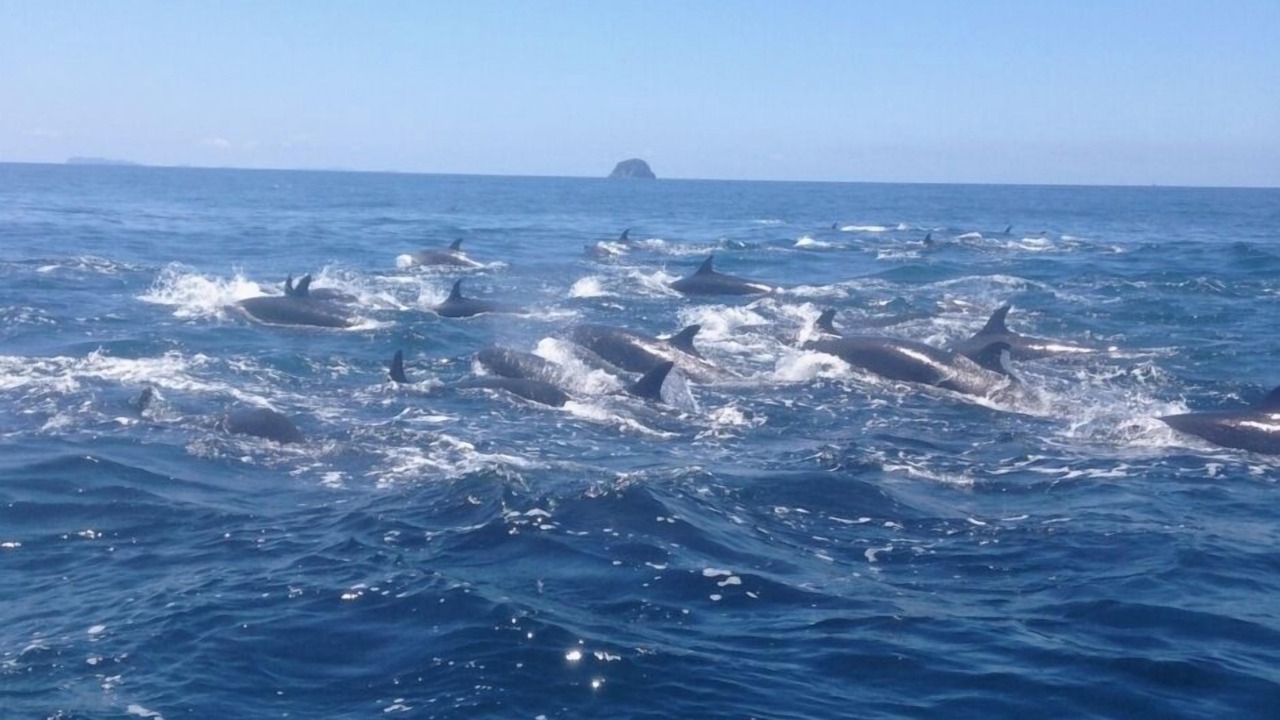 Photo of Outdoor in Tairua