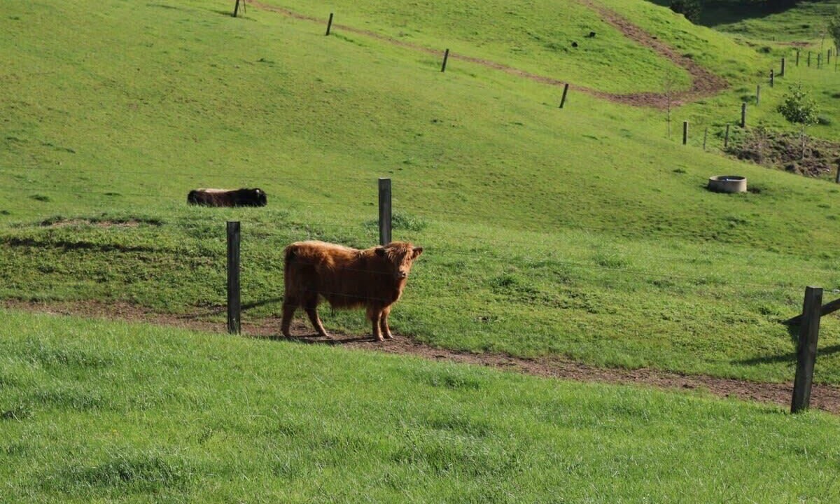 Photo of Others in Te Akau