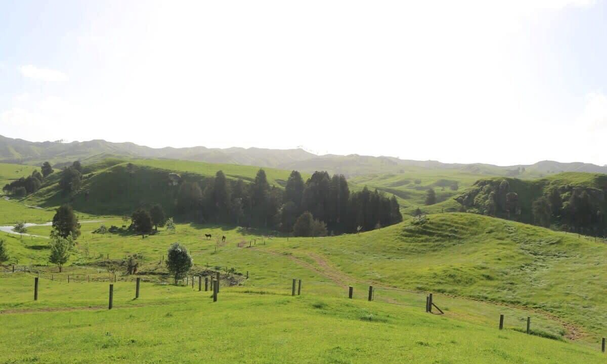 Photo of Others in Te Akau