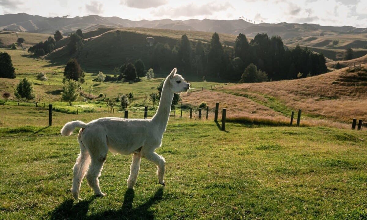 Photo of Outdoor in Te Akau