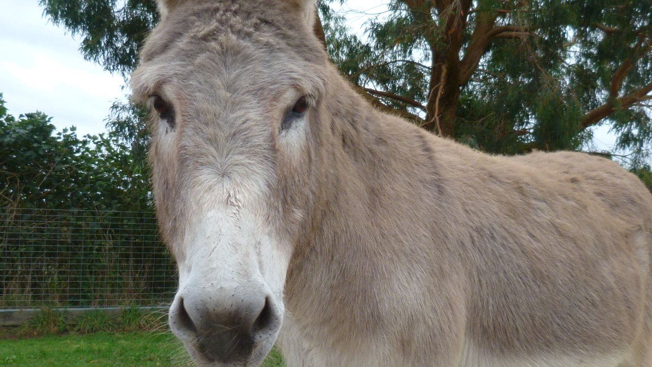 Photo of Others in Raglan