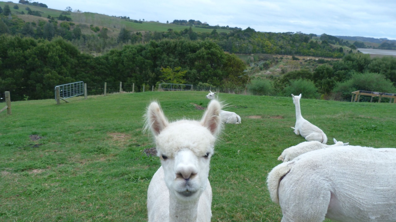 Photo of Others in Raglan