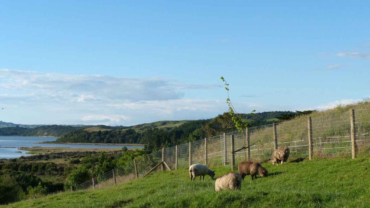 Photo of Others in Raglan