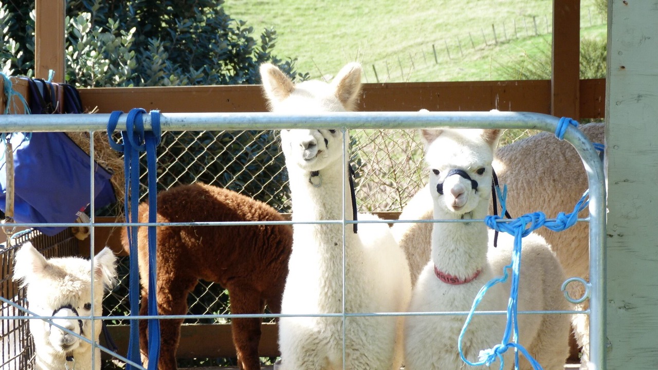 Photo of Others in Raglan