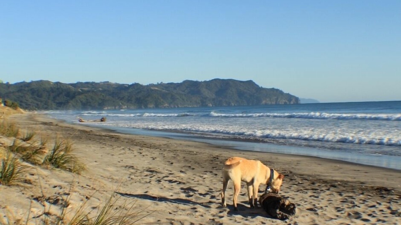 Photo of Others in Waihi Beach