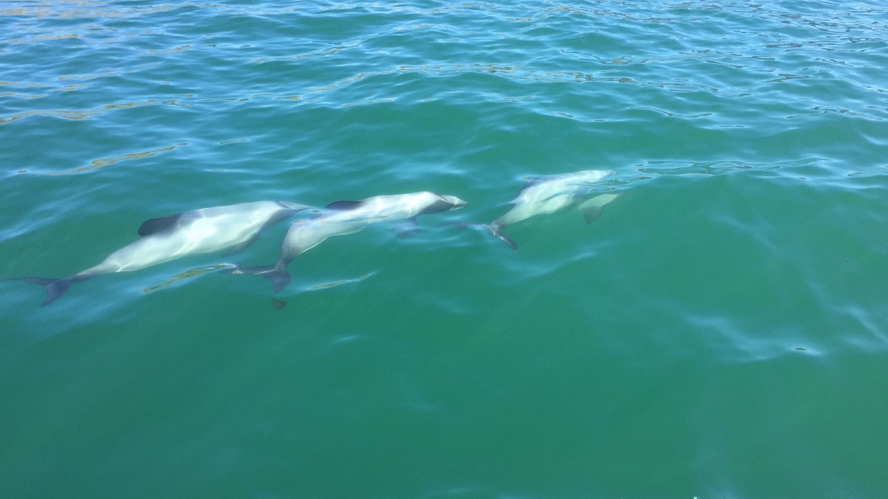 Photo of Outdoor in Akaroa