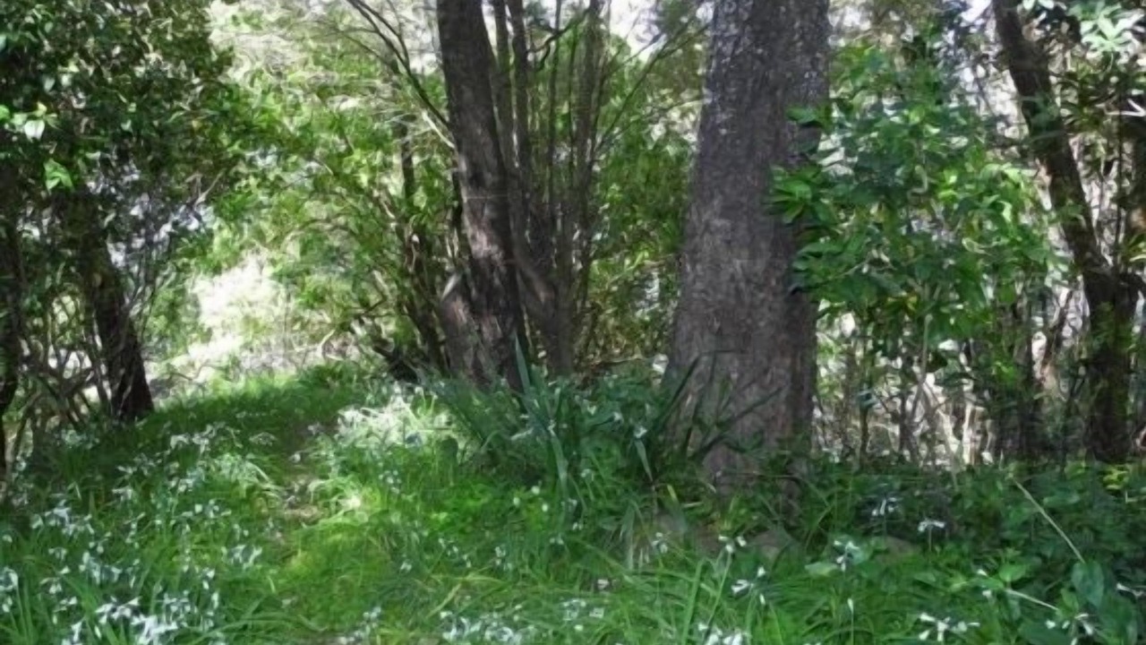 Photo of Outdoor in Akaroa