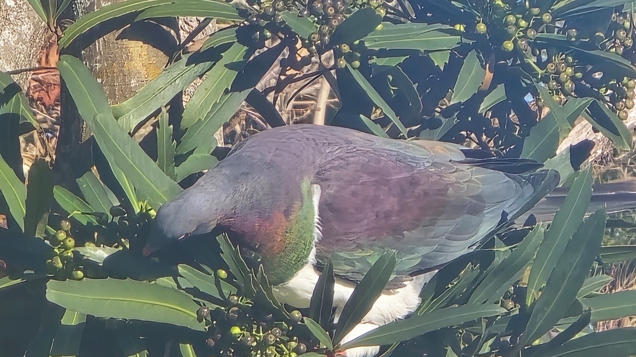 Photo of Others in Te Awanga