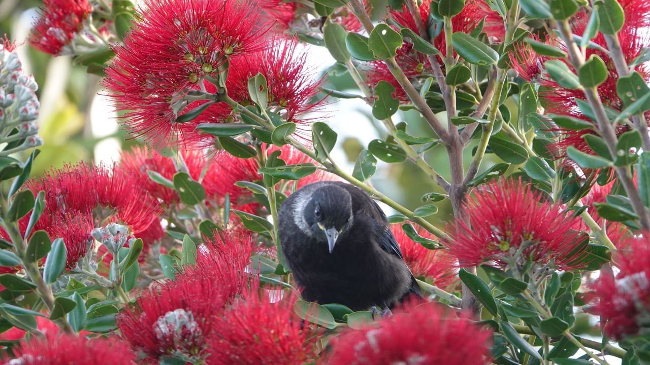 Photo of Others in Tairua