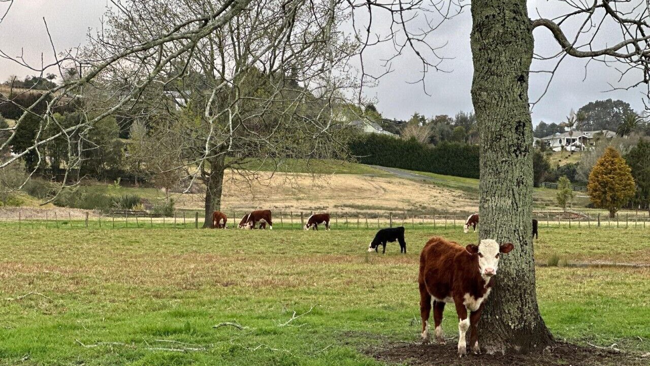Photo of Others in Tauriko