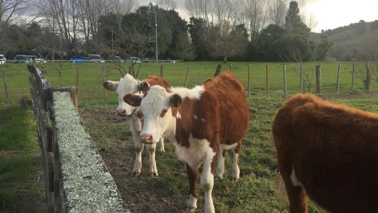 Photo of Others in Tauriko