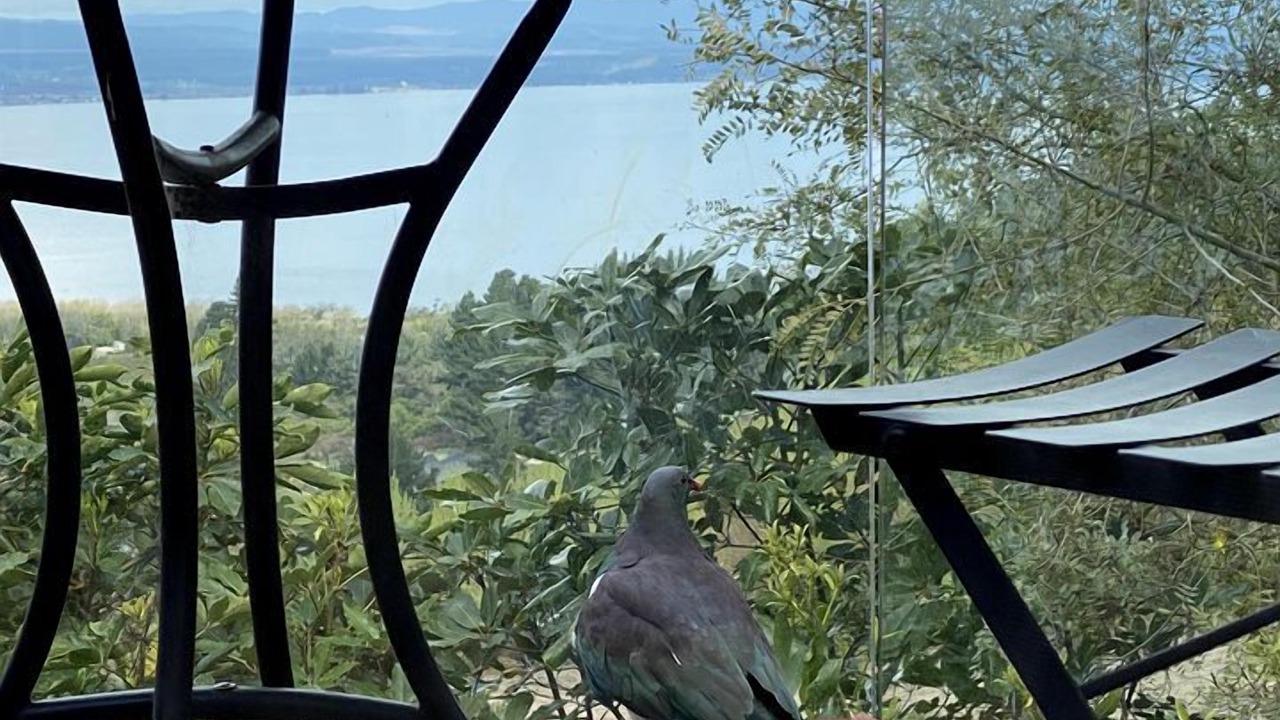 Photo of Outdoor in Acacia Bay