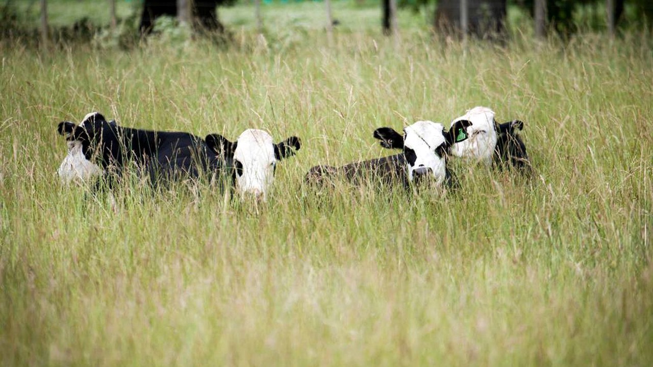 Photo of Others in Parkvale