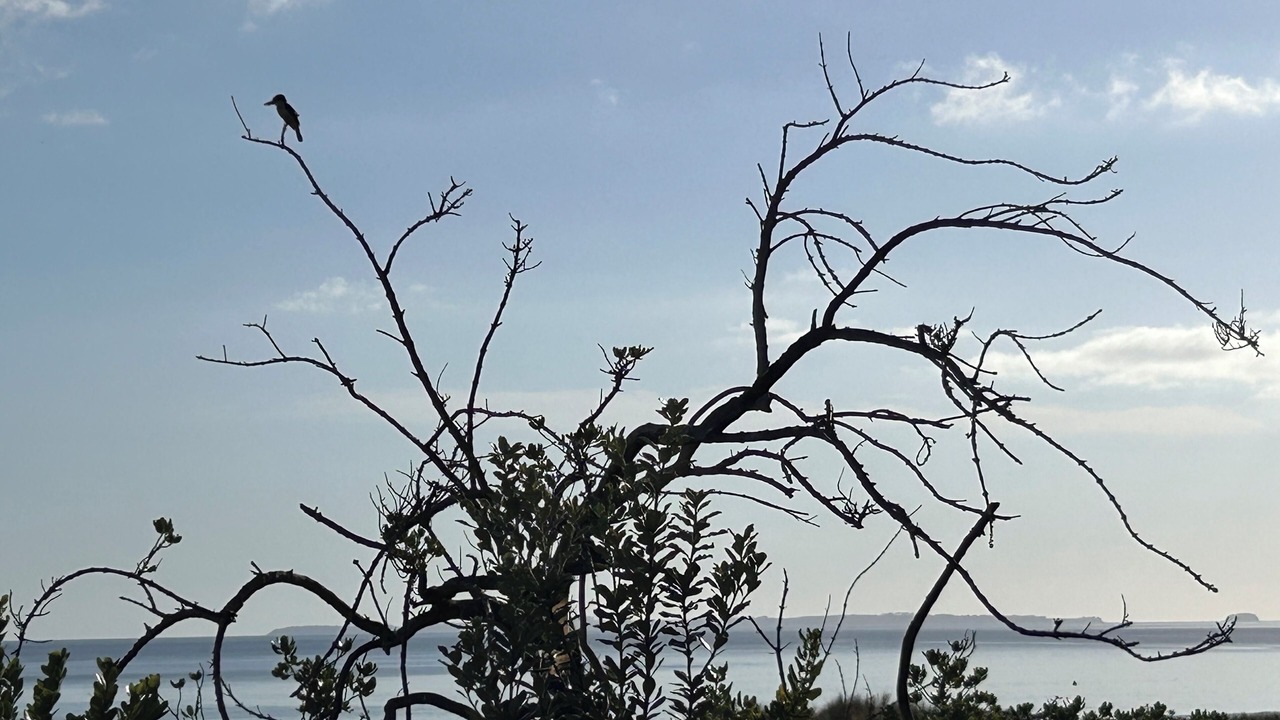 Photo of Others in Mount Maunganui