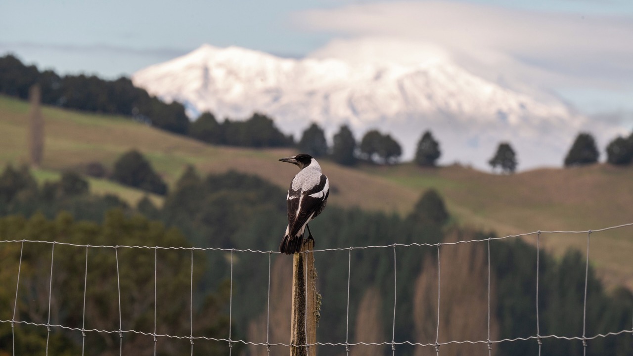 Photo of Others in Taumarunui
