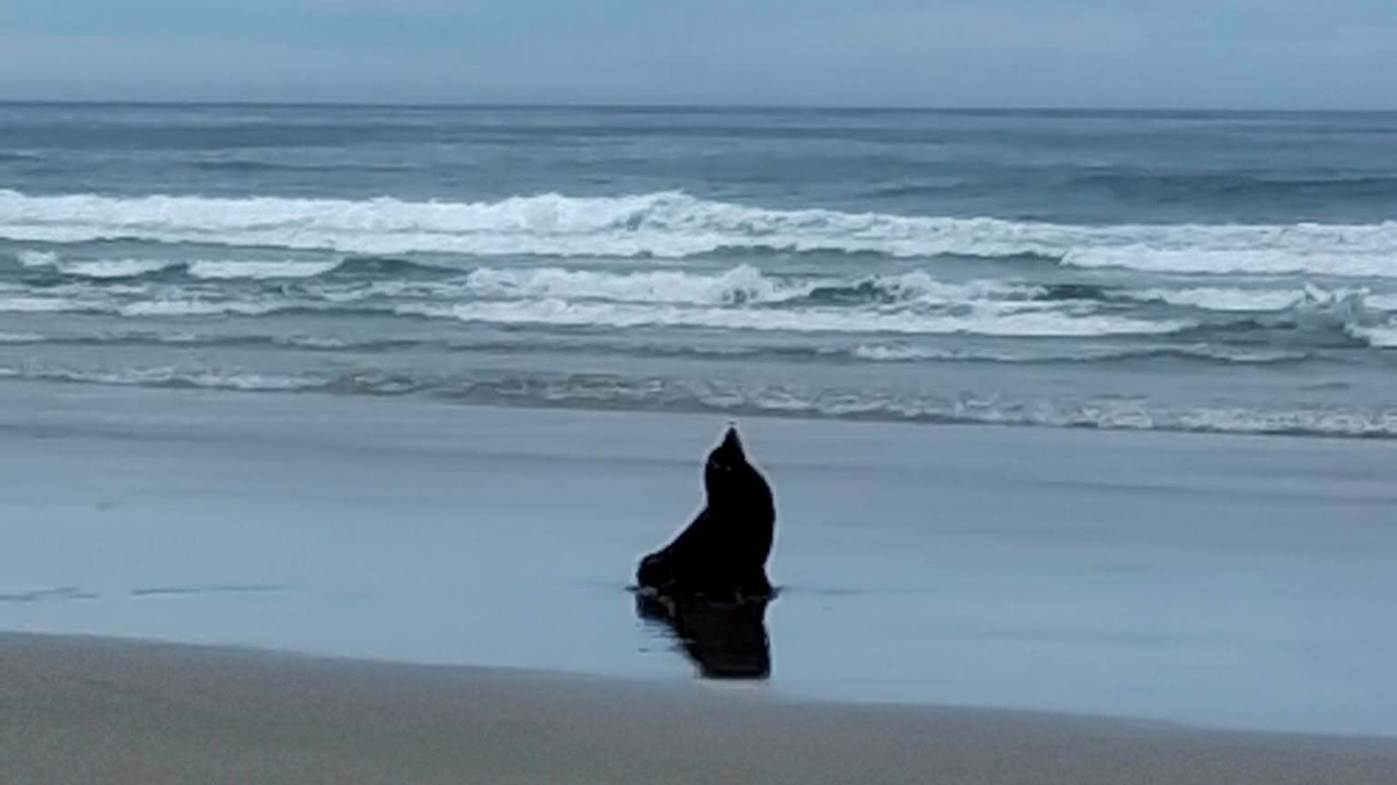 Photo of Others in Dunedin