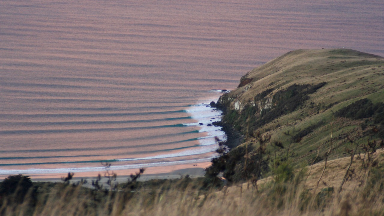 Photo of Others in Dunedin
