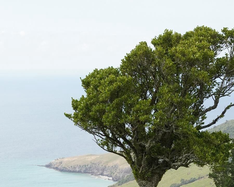 Photo of Outdoor in Dunedin