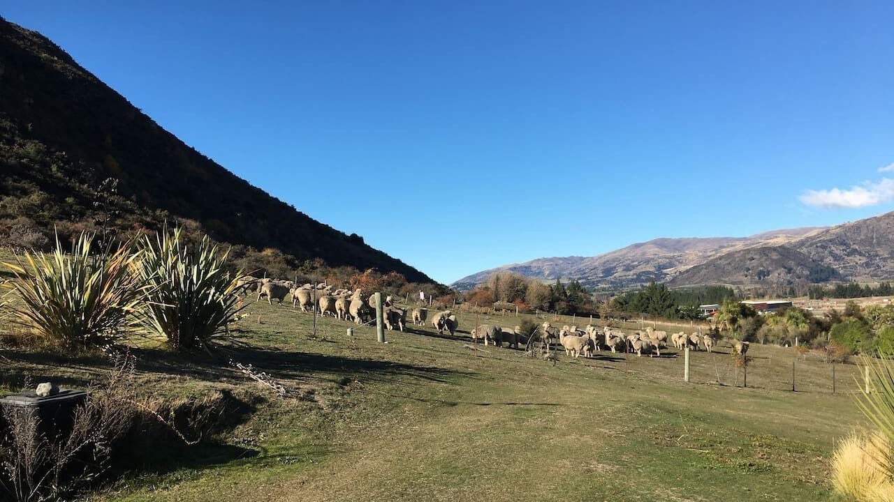 Photo of Others in Wanaka