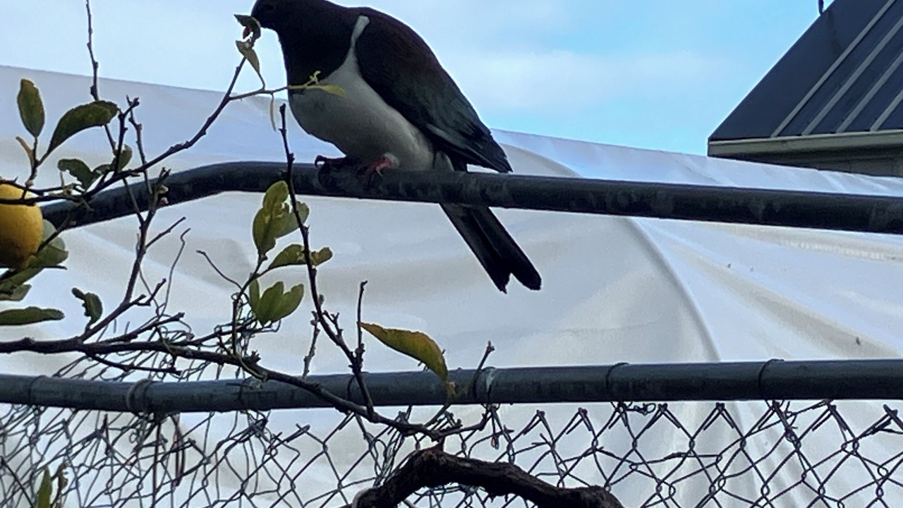 Photo of Others in Waiwera