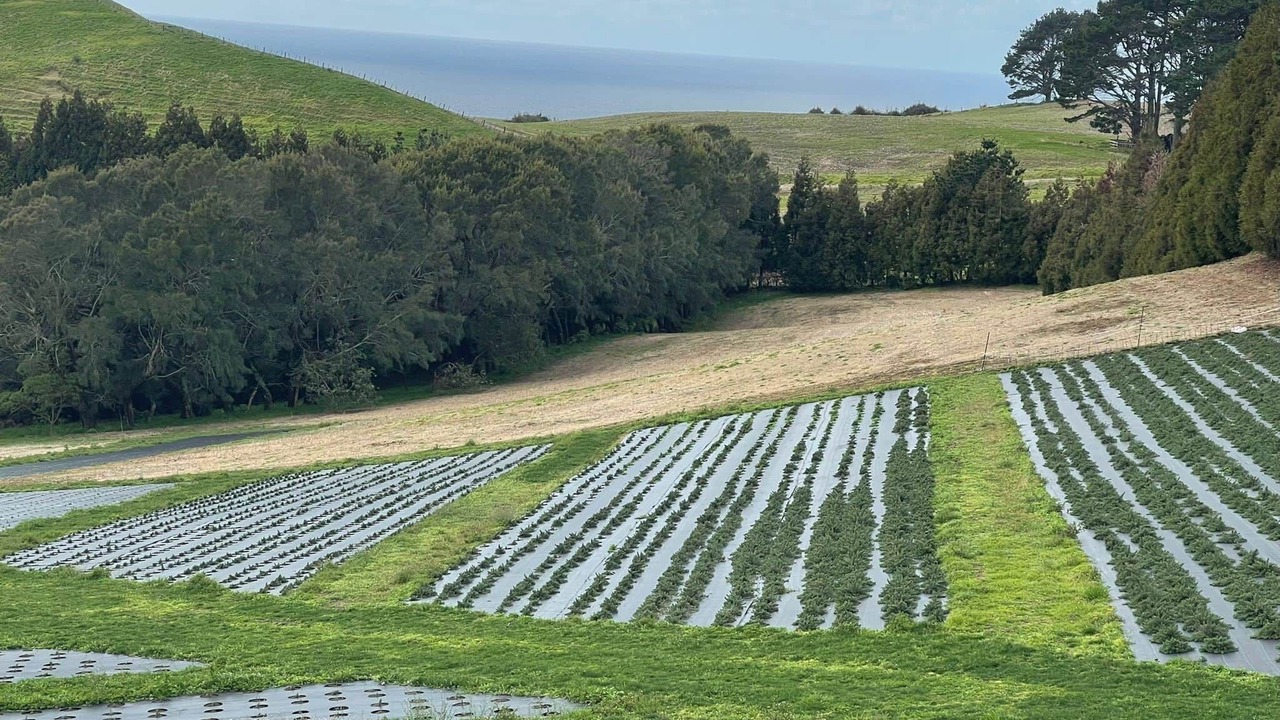 Photo of Others in Whiritoa